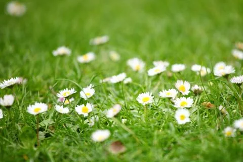 Camomiles Stock Photos