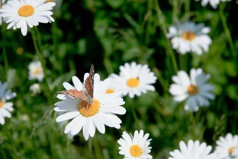 Camomiles Stock Photos