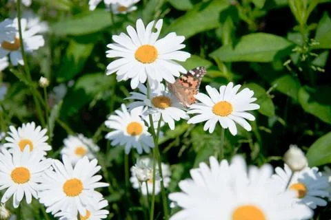 Camomiles Stock Photos