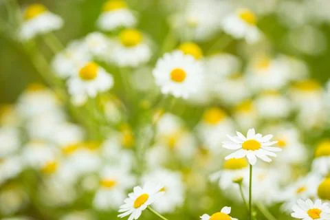 Camomiles Stock Photos