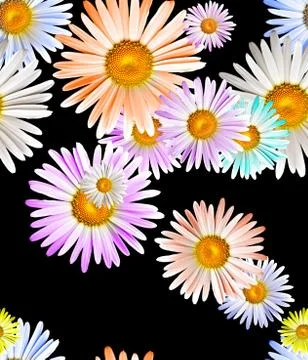 Camomiles Stock-Fotos