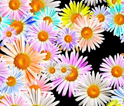 Camomiles Stock Photos