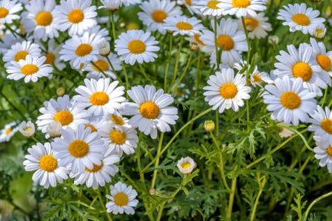 Camomiles Foto stock