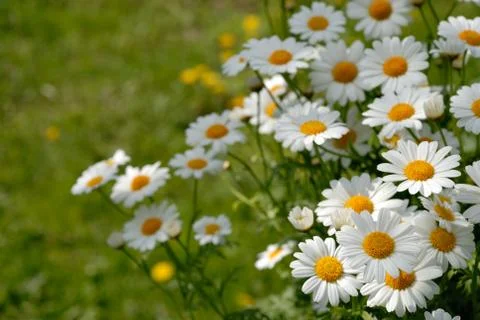 Camomiles 스톡 사진