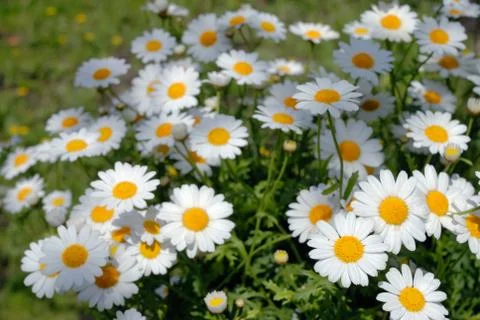 Camomiles Stock Photos