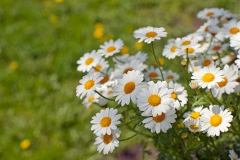 Camomiles Stock Photos