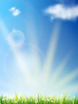 Camomiles in a rays of evening sun. Stock Illustration