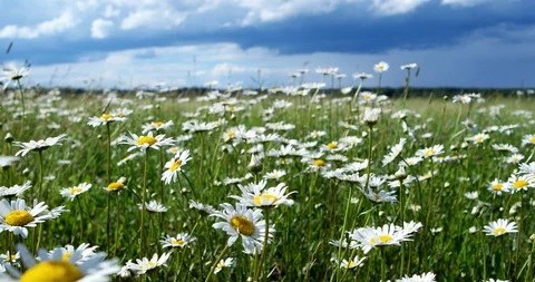 Camomiles rock rhythmically in the wind under a stormy sky. Stock Footage 87023480