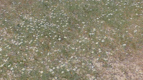 Camomiles slowly move in the wind Stock-Footage 92743509
