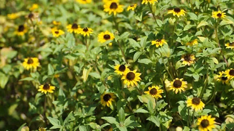 Camomiles waving on wind Stock Footage 22750337