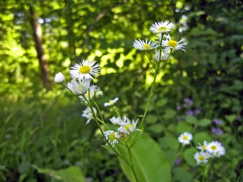 Camomille in the forest Stock Photos