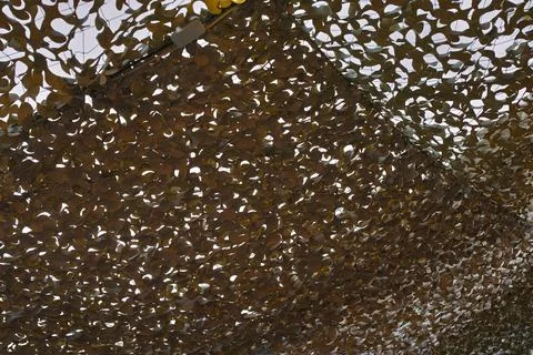 Camonet for concealment 写真素材