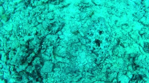 Camouflage Fish Stock Footage 305731583