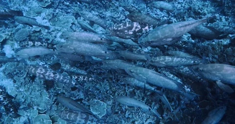 Camouflage grouper amassing for spawning closeup Stock Footage 194589901