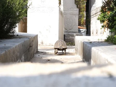 Camouflage moving away from camera Stock Footage 108056049