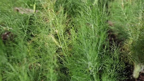 Camouflage pattern of Eastern Black Swallowtail butterfly larva feeding on Stock Footage 136562241