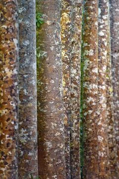 Camouflage pattern of kauri (Agathis australis), rainforest, forest, tree, Stock Photos