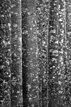Camouflage pattern of kauri (Agathis australis), rainforest, forest, tree, Stockfoto's