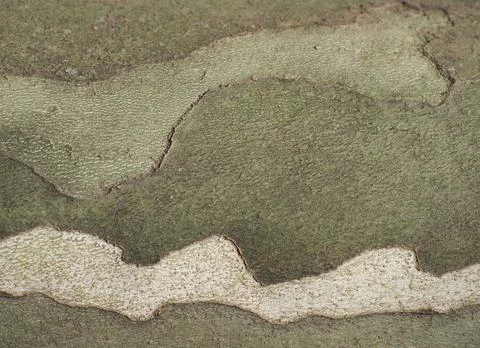 Camouflage pattern on plane tree bark background Foto stock