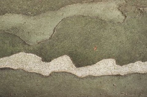 Camouflage pattern on plane tree bark background Foto stock
