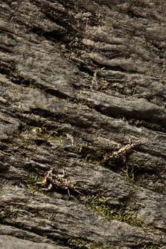 Camouflage. Stock Photos