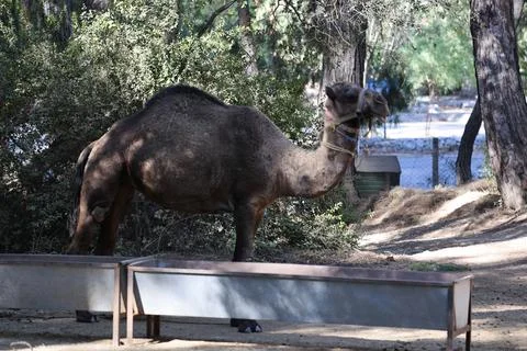 Camouflage standing camel Stock Photos