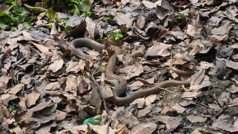 Camouflaged Brown Ratsnake 스톡 동영상 333261880