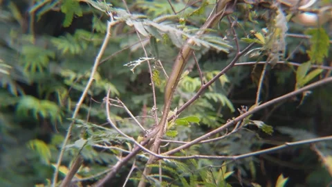Camouflaged Brown Vine Snake Hidden in Bush and Tree Branches Vidéo 343602864