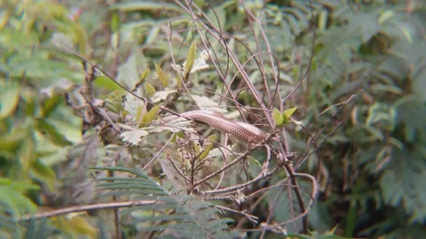 Camouflaged Brown Vine Snake Hidden on Thin Branches in Wild Foliage Vidéo 343606341