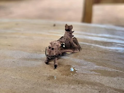 Camouflaged butterfly on a surface Stock Photos