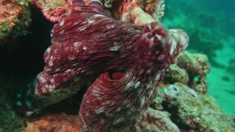 Camouflaged Caribbean Reef Octopus Resting Against Coral and Rock Structures Video stock 311947619
