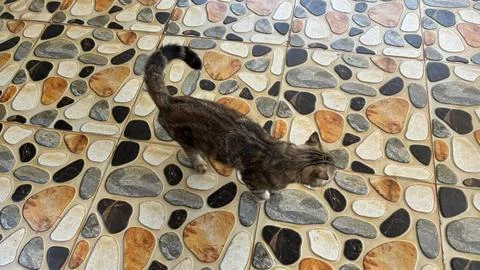 Camouflaged Cat on Patterned Tile Stock Photos