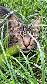 Camouflaged cat Stock Photos