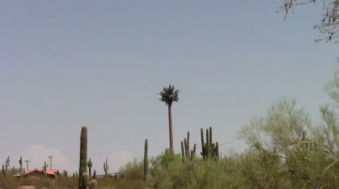 Camouflaged cell phone tower Stock Footage 48009154