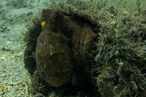 Camouflaged Cephalopod: Side View of a Common Octopus Seated Next to a Reef Stock Photos