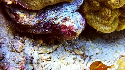 Camouflaged Common Octopus Tucked Inside a Coral Reef Crevice. Stock Footage 336296982