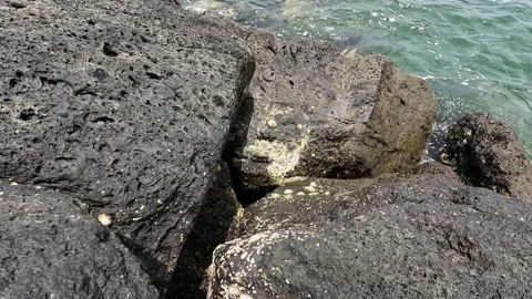 Camouflaged crabs on a rock Stock Footage 238860230