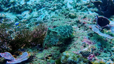 Camouflaged Crocodile Flathead Fish Blending into Coral Reef Bottom in Tropical Stock Footage 334262393