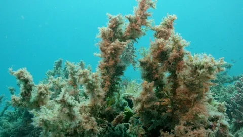 Camouflaged Cuttlefish Stock Footage 111236999