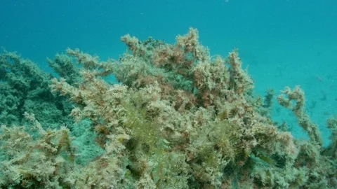 Camouflaged Cuttlefish Stock Footage 111237452
