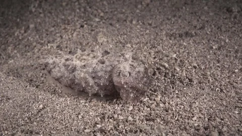 Camouflaged Cuttlefish Resting on Sandy Ocean Floor Underwater Stock Footage 315215459