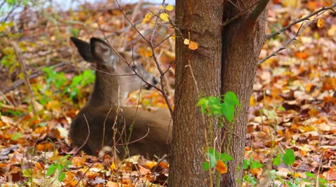 Camouflaged Deer Stock Footage 35967326