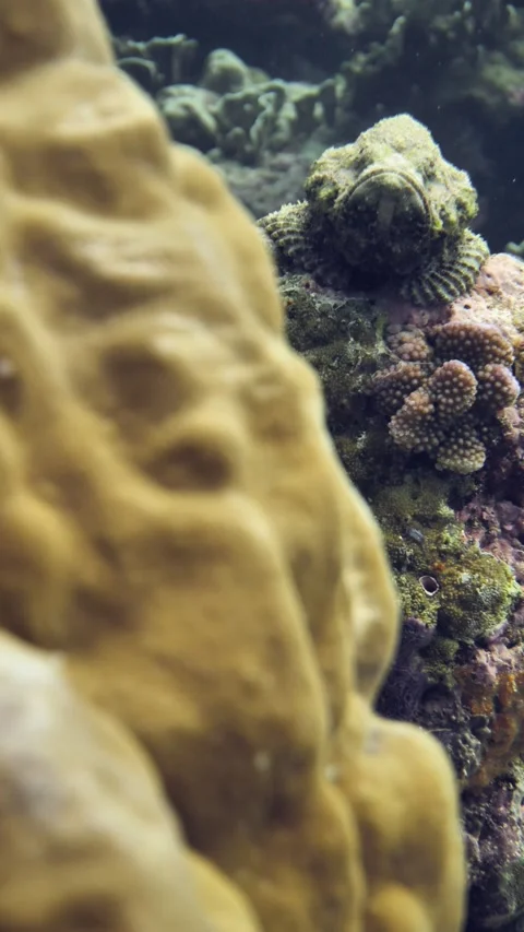 Camouflaged devil scorpionfish resting on coral head Stock Footage 325727885