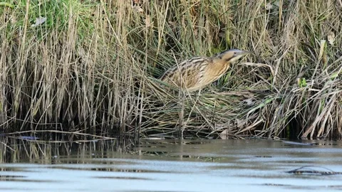 Camouflaged Eurasian Bittern or Great Bittern slowly moving and becoming visible Stock Footage