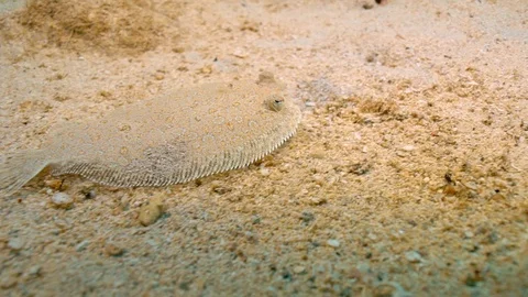 Camouflaged Fish Stock Footage 124038904