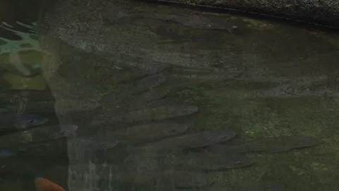 Camouflaged fish over rocks in transparent water Stock Footage 332099568