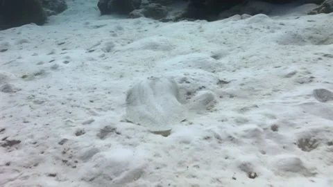 Camouflaged Flatfish Blending Into the Sand on the Ocean Floor Stock Footage 321010403