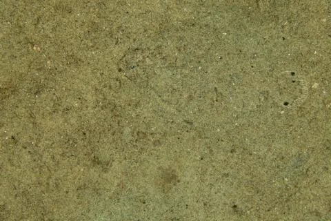 Camouflaged Flatfish, Flounder Foto stock