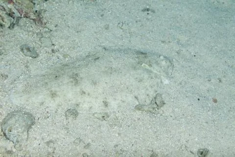 Camouflaged Flatfish, Flounder Foto stock
