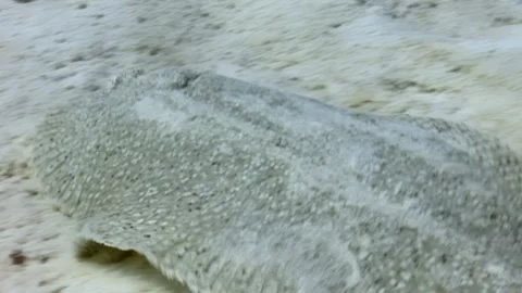 Camouflaged Flatfish Resting on the Seabed in Monterey Bay Aquarium Stock Footage 321010363
